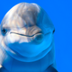 Illustration for article titled Geopolitical checkmate: Iran might have a bloodthirsty communist dolphin squadron at their disposal